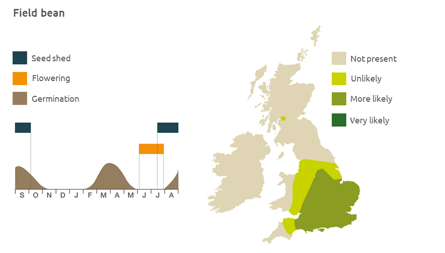 Field bean life cycle and UK distribution